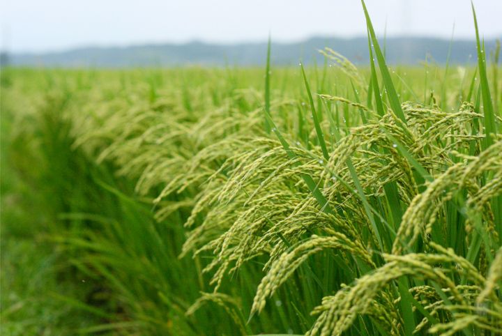 Agric Image